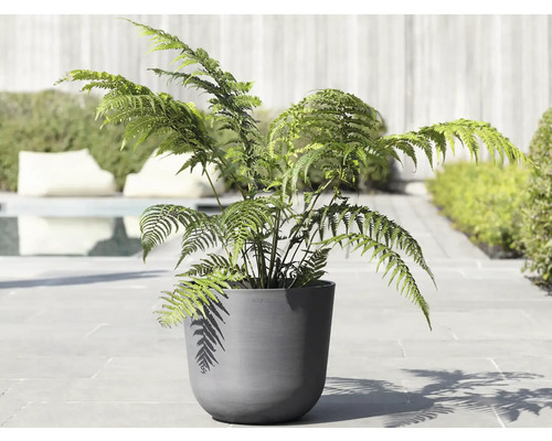 Topffarn in einem grauen Pflanzgefäß für den Außenbereich