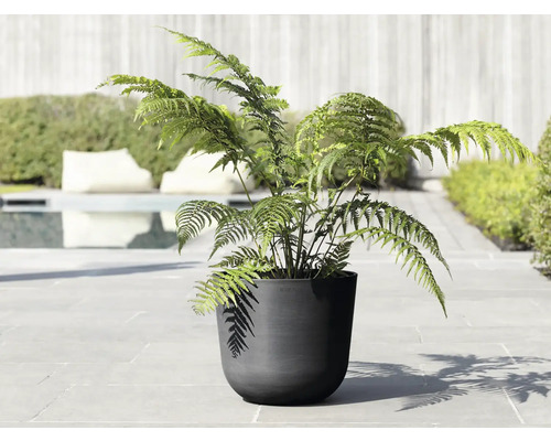 Farn in schwarzem Pflanzgefäß im Außenbereich