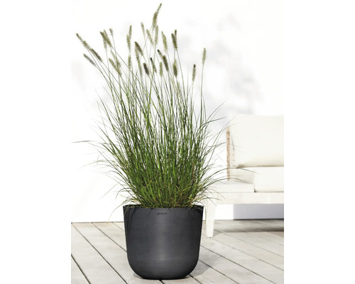 Gras in Pflanzgefäß auf einer Terrasse