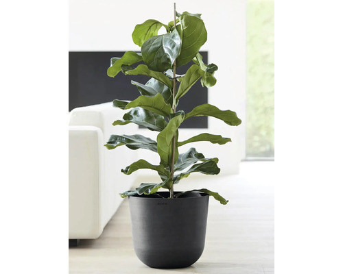 Geigenfeige im Topf als Zimmerpflanze