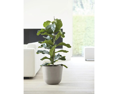 Plante d''intérieur Ficus Lyrata en pot