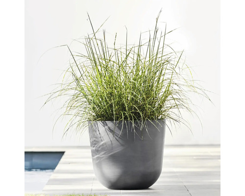 Gras in einem Pflanzgefäß auf einer Terrasse