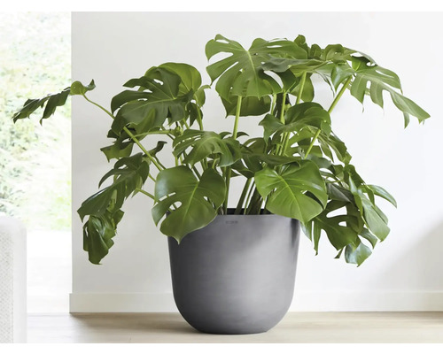 Monstera Zimmerpflanze in einem Topf
