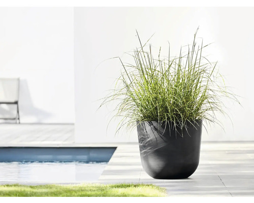 Dekorative Pflanze im dunklen Pflanzgefäß am Pool