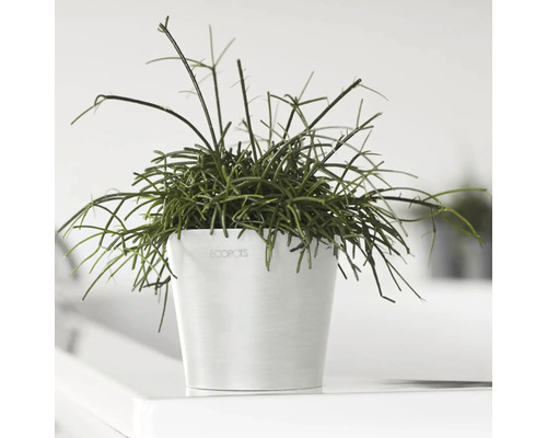 Pfeilblatt in einem Topf