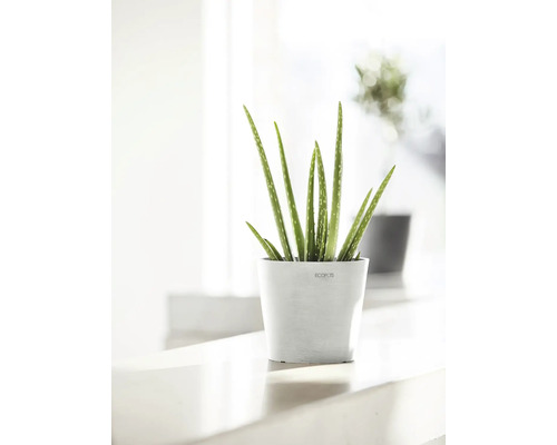 Aloe Vera Pflanze in weißem Topf
