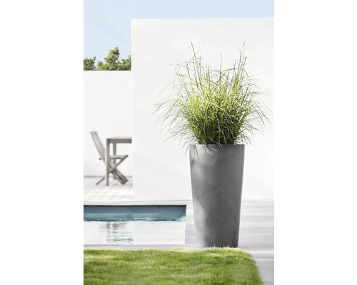 Hohe Pflanze in grauem Pflanzgefäß neben Pool und Rasen