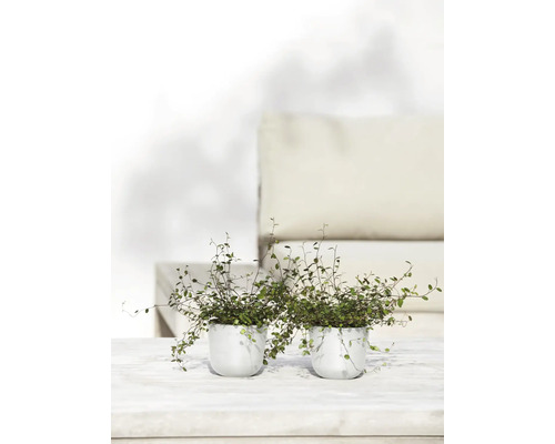 Zwei Topfpflanzen auf einem Tisch