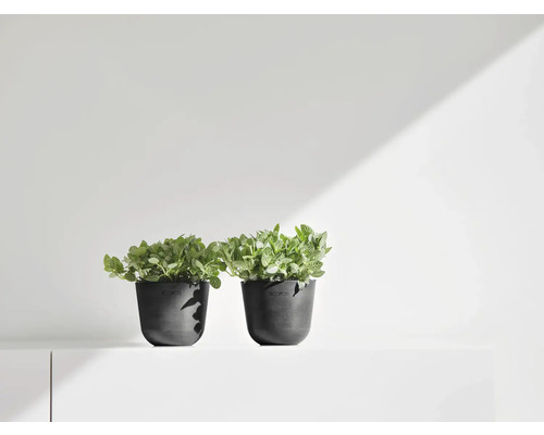 Zwei Zimmerpflanzen in schwarzen Übertöpfen auf einem Regal.