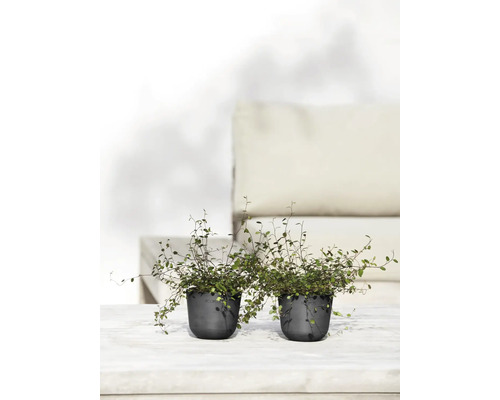 Zwei Topfpflanzen mit Muehlenbeckia-Drahtwein auf einem Tisch