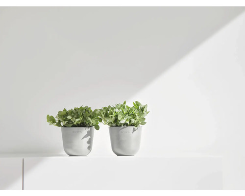 Deux plantes en pot sur une étagère