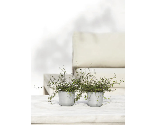 Deux plantes en pot sur une table