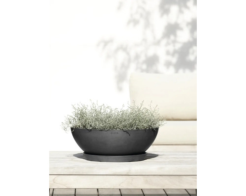 Bol avec plante sur soucoupe