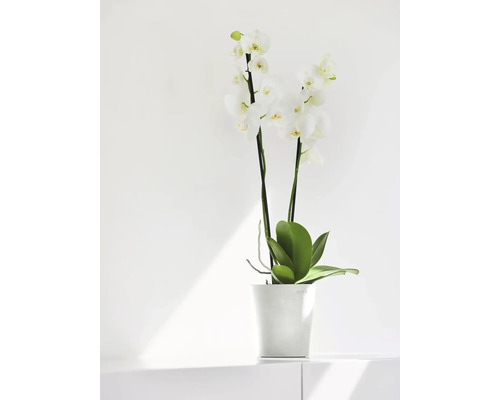 Weisse Orchidee im Blumentopf