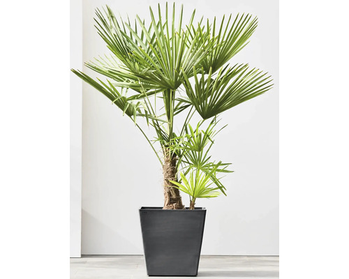 Chinesische Hanfpalme in einem Pflanzgefäß