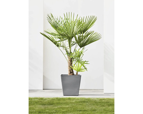 Palme in einem quadratischen Pflanzgefäß