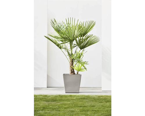 Hanfpalme im Topf auf Rasen