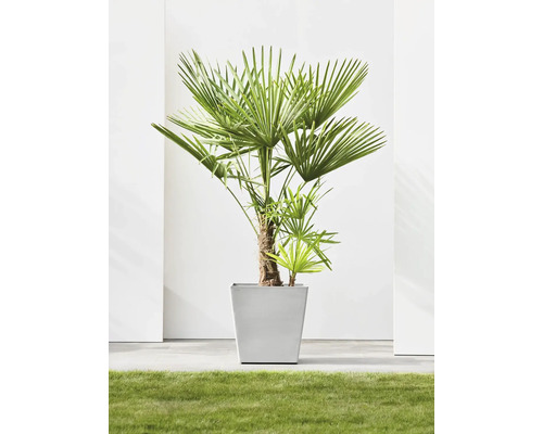 Palmier chanvre dans un pot carré sur une pelouse