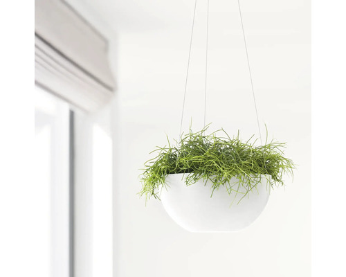 Suspension avec plante verte dans une pièce lumineuse