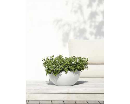 Thymianpflanze in Schale auf Holztisch