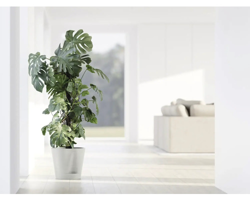 Monstera plante d''intérieur en pot dans une pièce lumineuse.