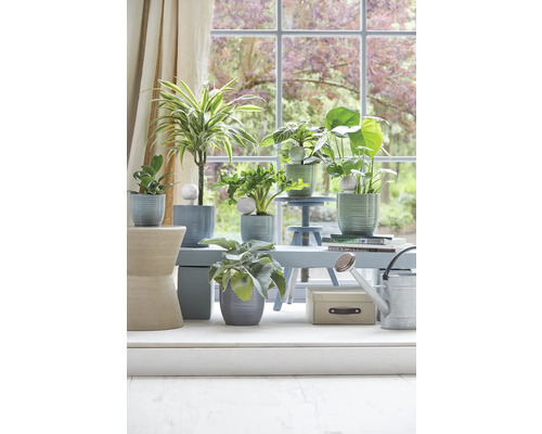 Plantes d''intérieur décoratives dans des pots devant une fenêtre sur un rebord de fenêtre.