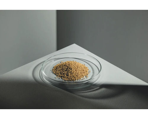 Saatgut in einer Glasschale