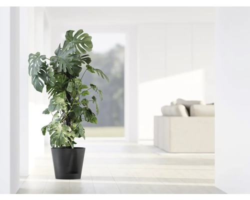 Monstera Deliciosa plante d''intérieur dans un pot dans une pièce lumineuse.