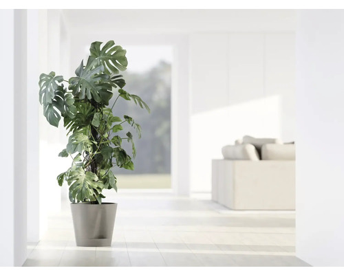 Monstera Zimmerpflanze im Topf in einem hellen Raum