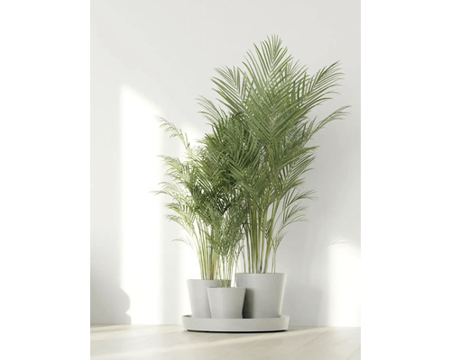 Drei Kentia-Palmen in Pflanzgefäßen auf einem Untersetzer