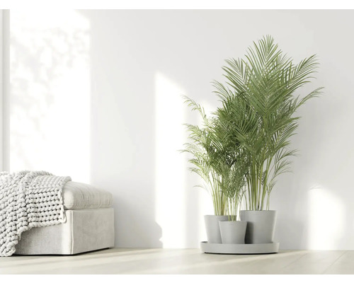 Palmier d''Arec en pots gris sur un plateau, à côté d''un tabouret avec une couverture tricotée