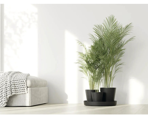 Zimmer mit Areca-Palme in Töpfen auf einem Tablett und einem Hocker mit einer Decke