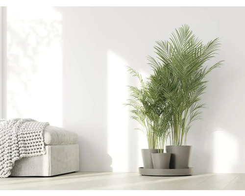 Zimmer mit Areca-Palme in Töpfen und Ottomane mit Strickdecke