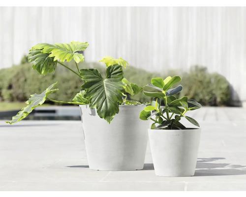 Zwei Zimmerpflanzen in weißen Übertöpfen auf einer Terrasse.