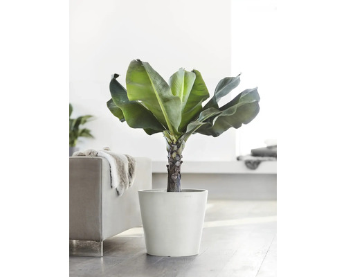 Banane in einem Topf als Zimmerpflanze