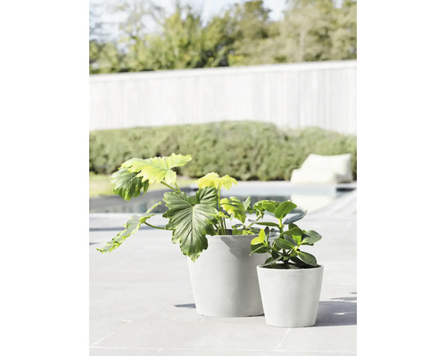 Zwei Zimmerpflanzen in Blumentöpfen im Außenbereich.