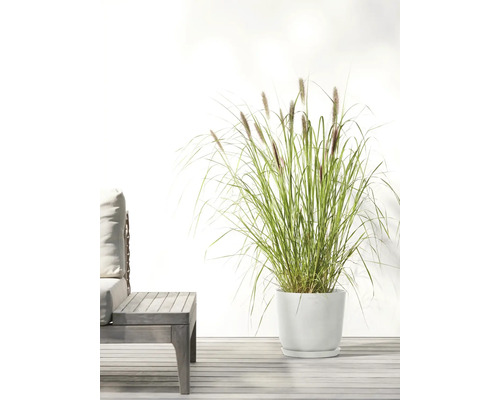 Gartenszene mit Ziergras in weißem Pflanzgefäß und Holztisch