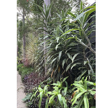 Végétation luxuriante avec différentes espèces de plantes dans un jardin.