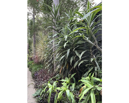 Végétation luxuriante avec différentes espèces de plantes dans un jardin.