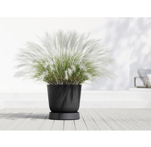 Herbe ornementale dans un pot de fleurs noir sur un plancher en bois