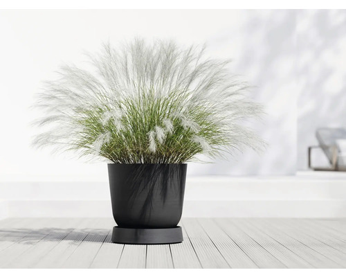 Ziergras in schwarzem Pflanztopf auf Holzboden