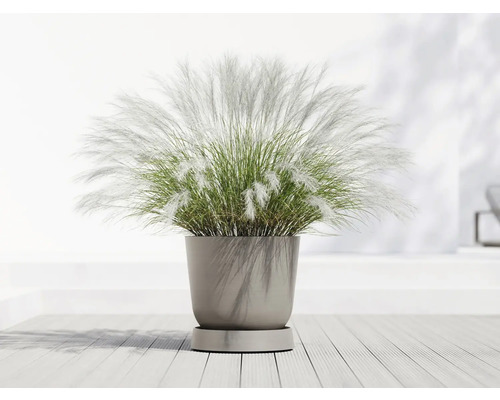 Grasbusch in rundem Pflanzgefäß