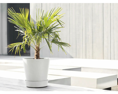 Eine Zwergpalme in einem Pflanzgefäß mit Untersetzer.