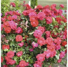 Buisson avec des fleurs de roses rouges dans le jardin