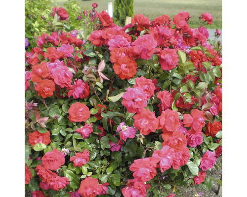 Buisson avec des fleurs de roses rouges dans le jardin