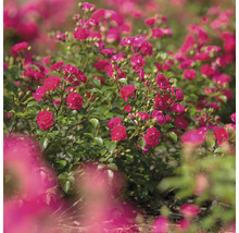 Plate-bande avec rosiers nains en fleurs