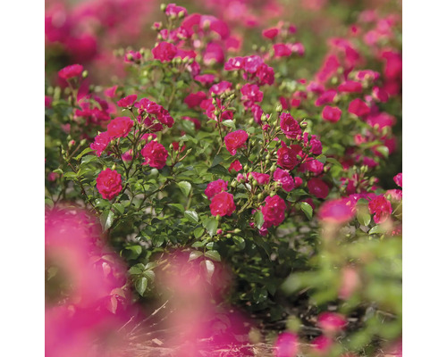 Plate-bande avec rosiers nains en fleurs