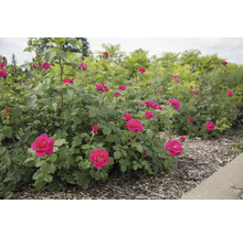 Rosier dans le jardin