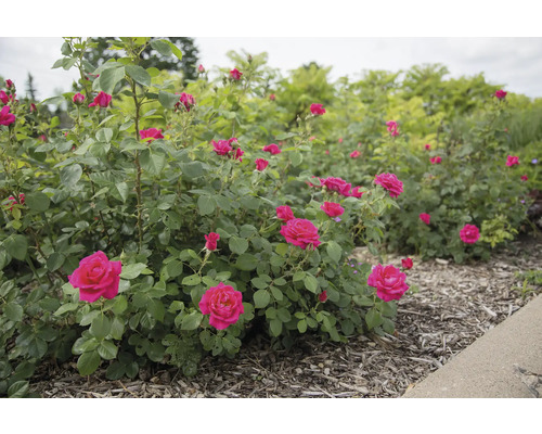 Rosier dans le jardin
