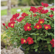 Rosier en pot avec des fleurs rouges et des feuilles vertes